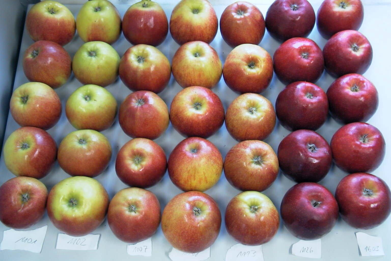 Draufsicht auf viele Äpfel die in mehreren Reihen angeordnet sind. Vor den jeweiligen Reihen sind kleine Schilder mit Nummern abgebildet.